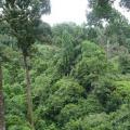 Canopee bis